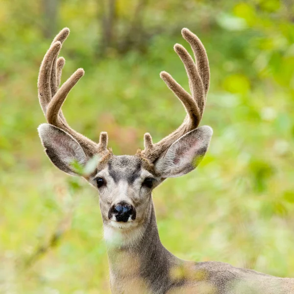 Retrato de ciervo mula con cornamenta de terciopelo — Foto de Stock