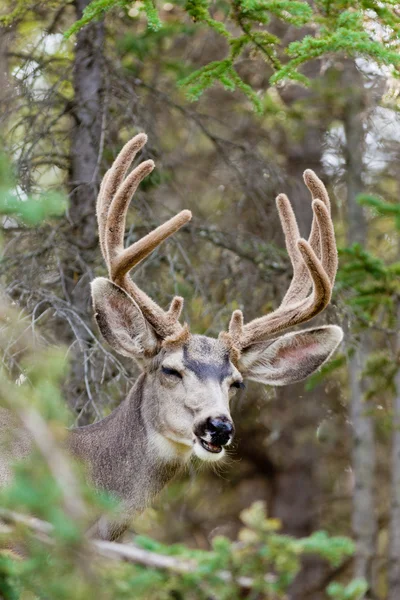 Funny mule deer buck portrait with velvet antler — Stock Photo, Image