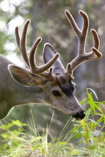 Mule deer buck with velvet antler grazing — Stock Photo, Image