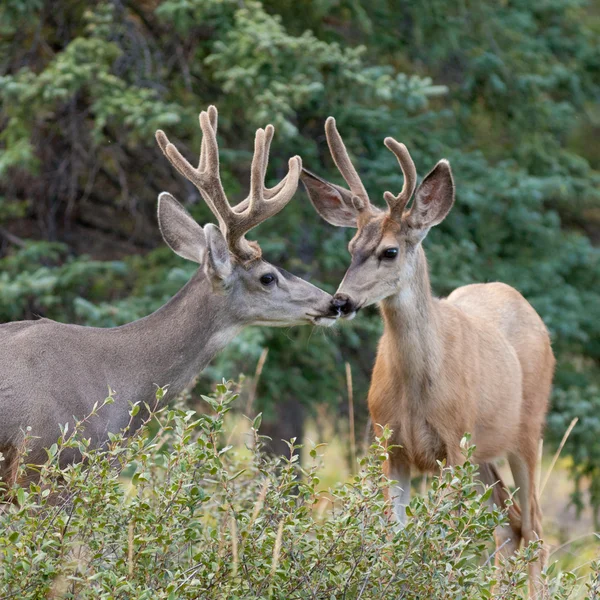 Two mule deer bucks with velvet antlers interact — Stock Photo, Image