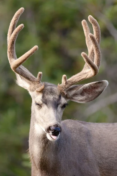 Roliga mule deer buck stående med sammet hjorthorn — Stockfoto