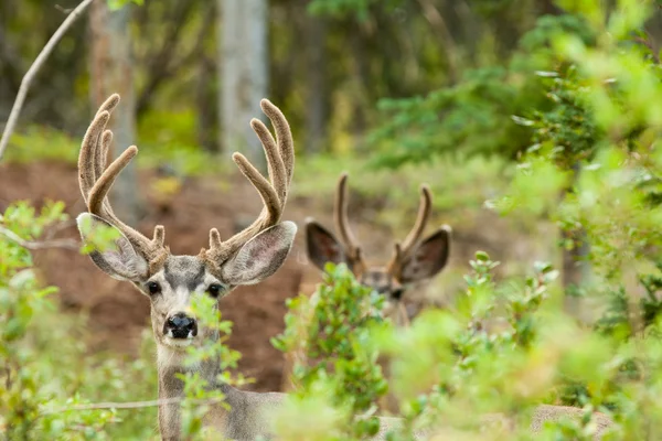 벨벳 뿔과 두 사슴 사슴 — 스톡 사진