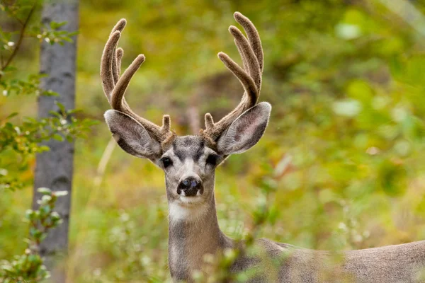 Porträtt av mule deer buck med sammet hjorthorn — Stockfoto