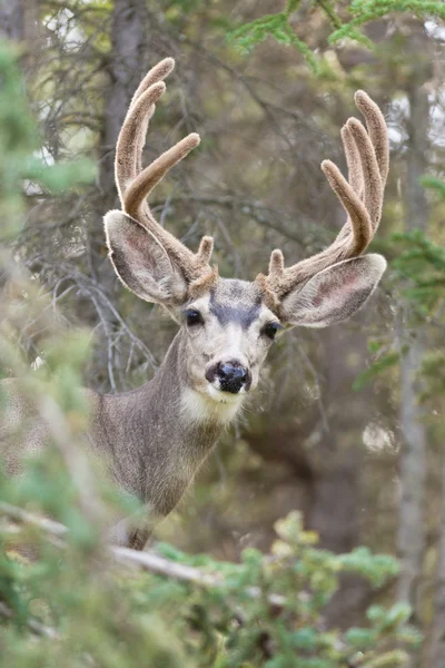 Ritratto di cervo mulo buck con corna di velluto — Foto Stock