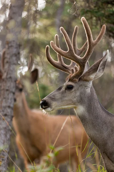 Two mule deer bucks with velvet antlers — Stock Photo, Image