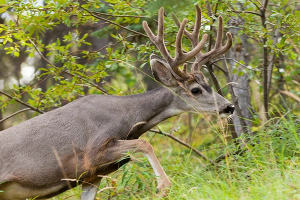 Beautiful mule deer buck with velvet antler — Stock Photo, Image
