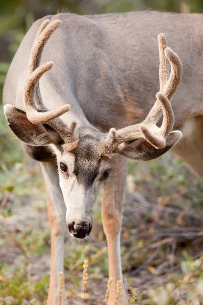 Pato de ciervo de mula con cornamenta de terciopelo pastando — Foto de Stock