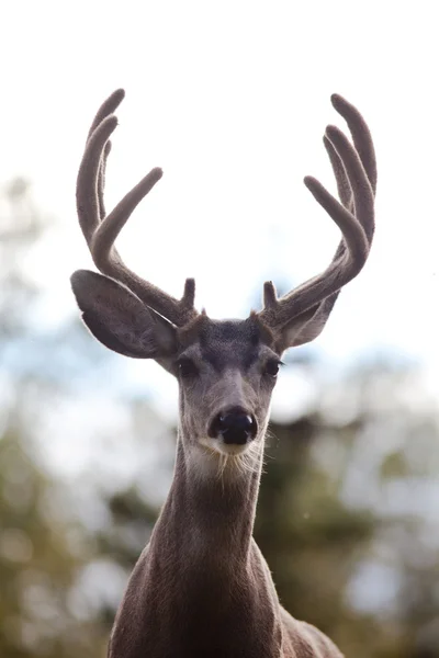 Portrait of mule deer buck with velvet antler — Stock Photo, Image