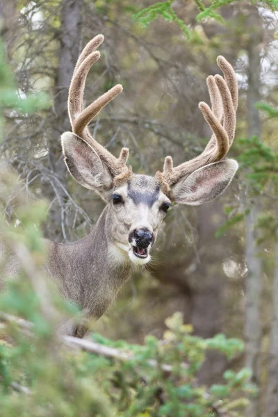 Retrato de buck de veado de mula engraçado com chifre de veludo — Fotografia de Stock