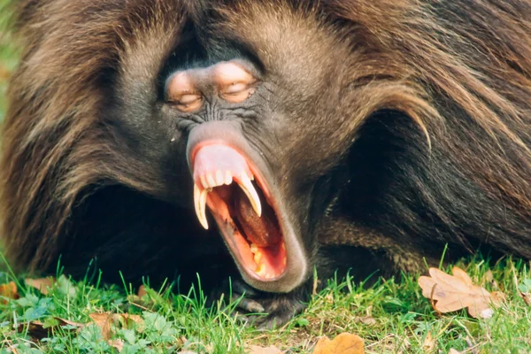 Male Gelada Baboon Monkey Yawning — Stock Photo, Image