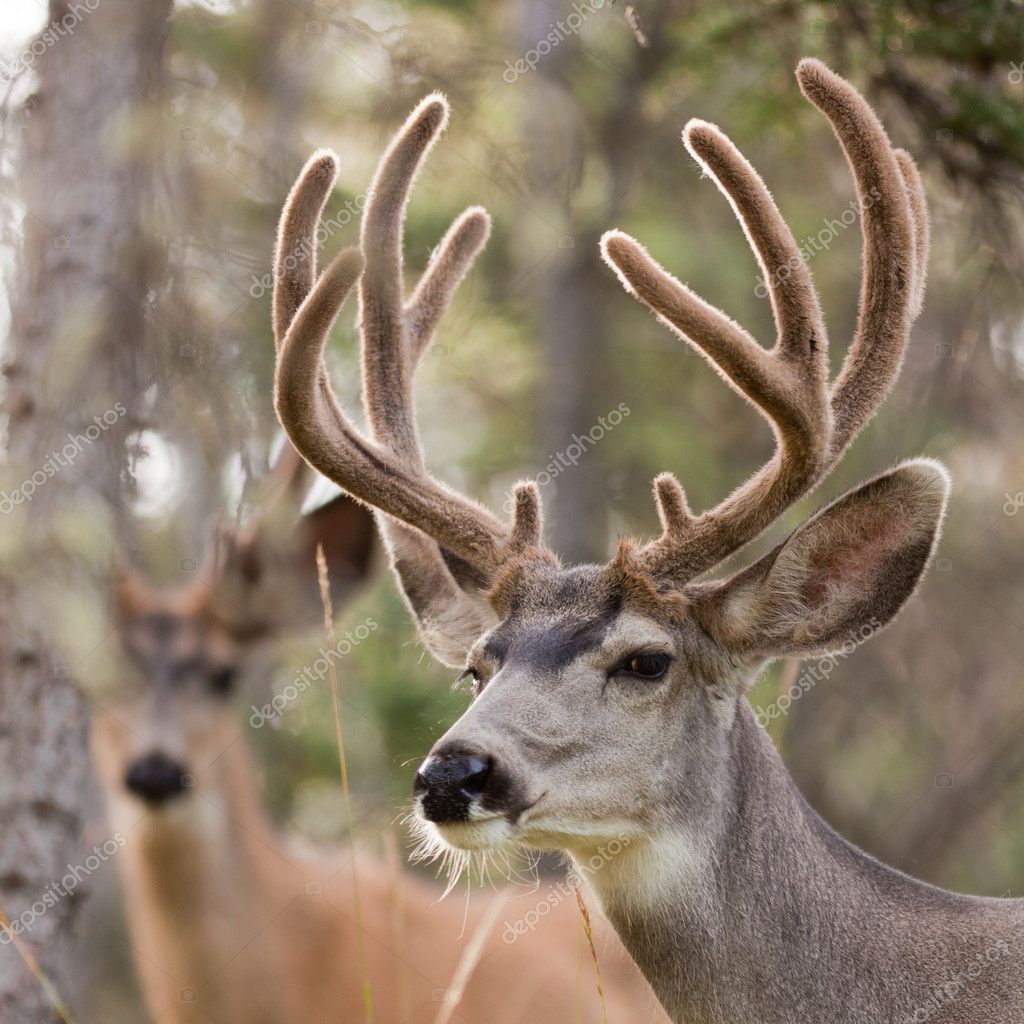 Two mule deer bucks with velvet antlers — Stock Photo © PiLens 6908340