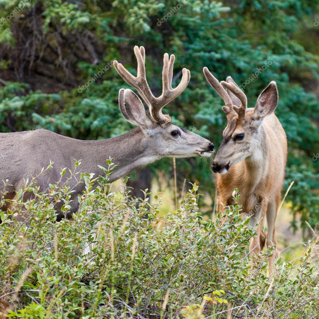 Two mule deer bucks with velvet antlers interact — Stock Photo © PiLens ...