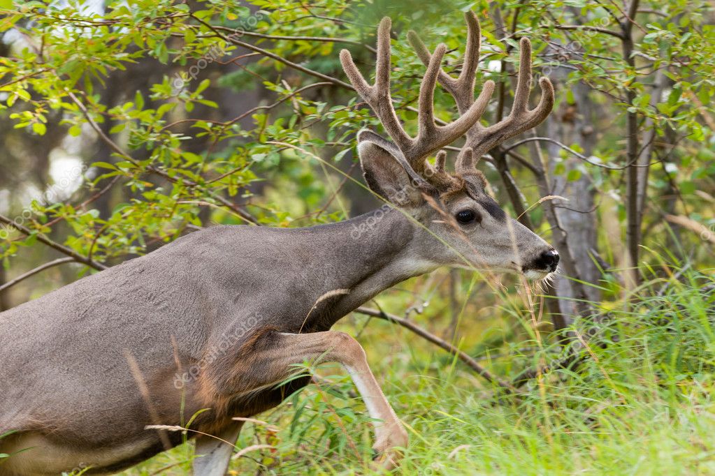 Beautiful mule deer buck with velvet antler — Stock Photo © PiLens #6908444