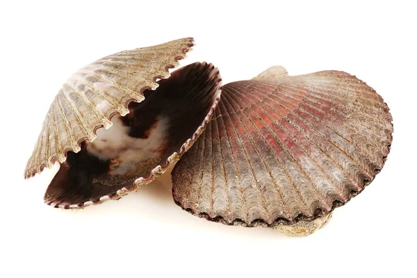 고립 된 바다 조개 — 스톡 사진
