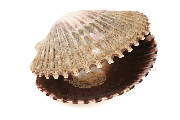 stock image Isolated sea shell