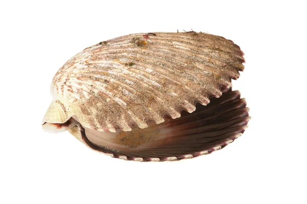 Isolated sea shell — Stock Photo, Image