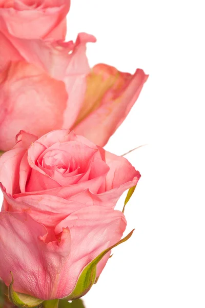 Два рожеві троянди — стокове фото