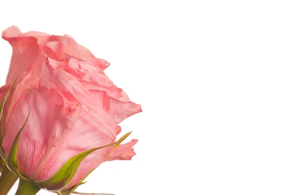 Duas rosas rosa — Fotografia de Stock
