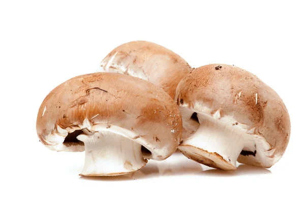 stock image Three champignons