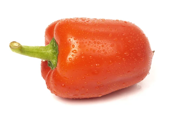Paprica rossa bagnata — Foto Stock