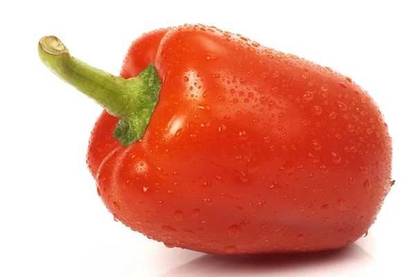 Paprica rossa bagnata — Foto Stock