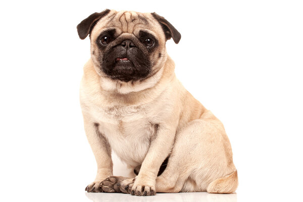 Sitting pug