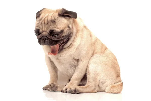 Yawning pug — Stock Photo, Image