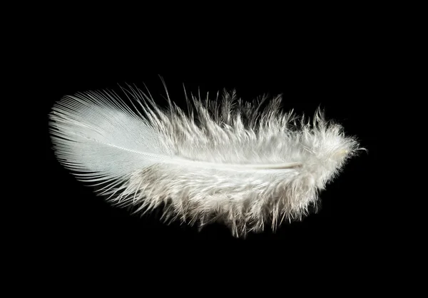 stock image Feather