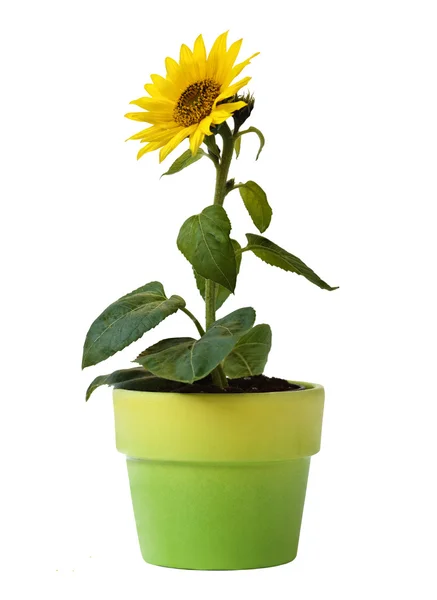 Sunflower in a Pot — Stock Photo, Image