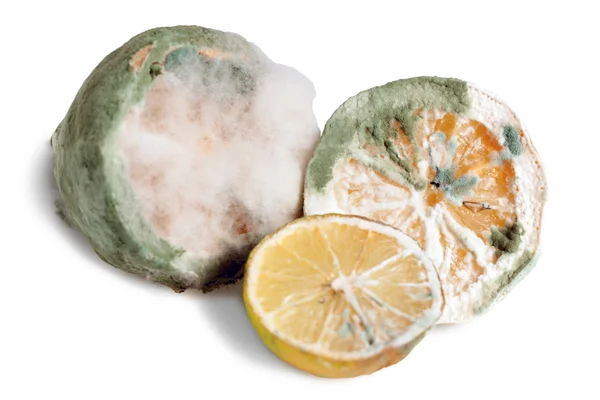 곰팡 이 핀 레몬 — 스톡 사진