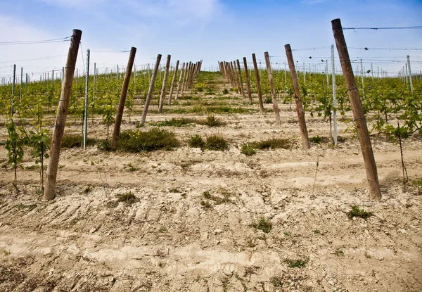 Барбера виноградник - Італія — стокове фото