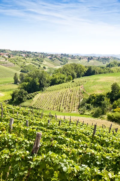 Olaszország - piedmont régió. Barbera vineyard — Stock Fotó