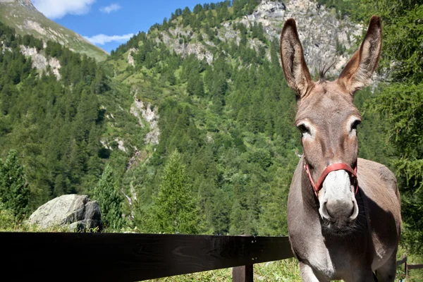 Donkey närbild — Stockfoto
