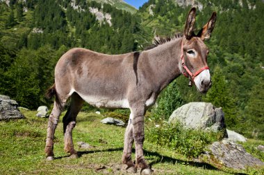 Donkey on Italian Alps clipart