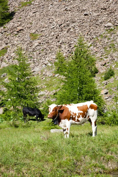Vacas e Alpes Italianos — Fotografia de Stock