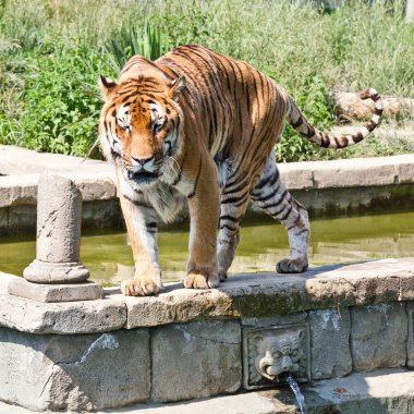 Kaplanı (Panthera Tigris yürüyüş)