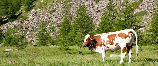 Krowy i włoskie Alpy — Zdjęcie stockowe