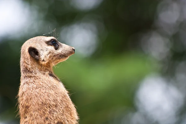 Suricata suricatta — Foto de Stock