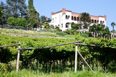 Italian charming villa in vineyard clipart