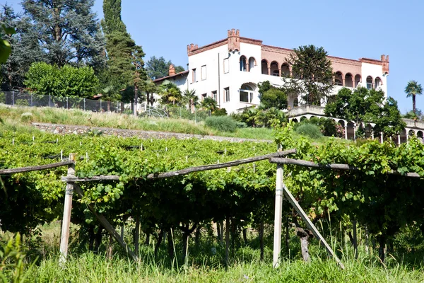 Olasz bájos villa szőlőben — Stock Fotó