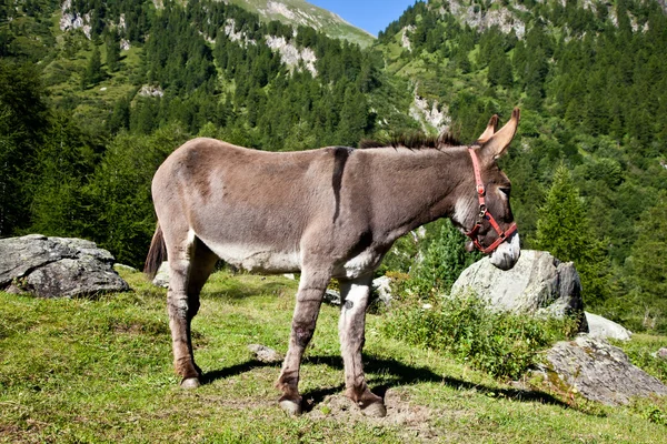 Osioł na włoskich Alpach — Zdjęcie stockowe