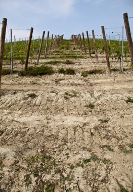 Barbera bağ - İtalya