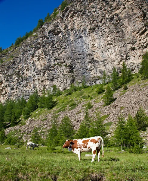 牛とイタリアのアルプス — ストック写真