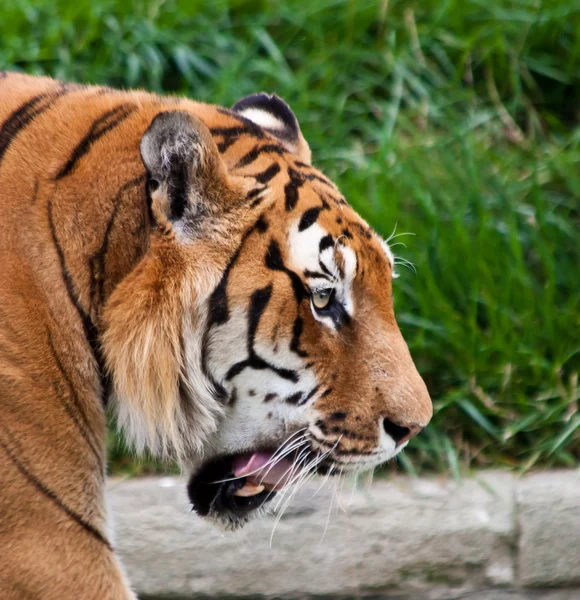 stock image Danger: hungry tiger