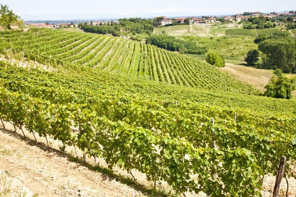 Italien - Piemonte-regionen. Barbera vingård — Stockfoto