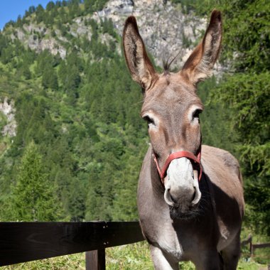 Donkey close up clipart