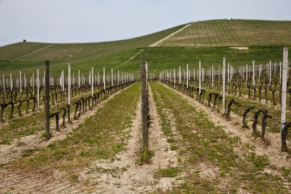 Барбера виноградник - Італія — стокове фото