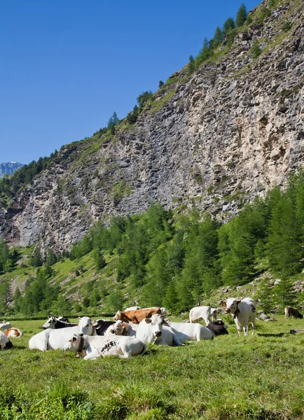 Vaches et Alpes italiennes — Photo
