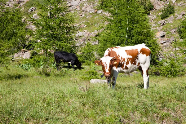 Koeien en Italiaanse Alpen — Stockfoto