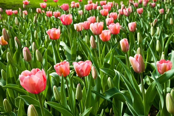 Tulipani primaverili impregnati dal sole — Foto Stock